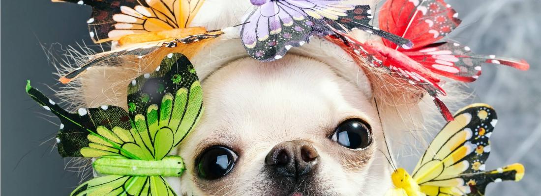Spring Craziest Hat Contest